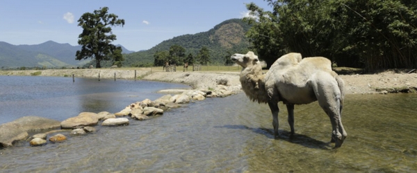 No Portobello Resort & Safári, animais de várias espécies vivem em total liberdade, como camelos.