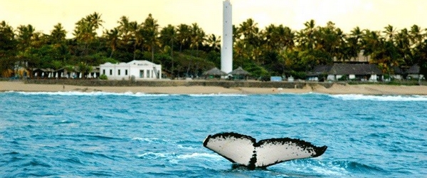 Na Praia do Forte, em Mata de São João (BA), onde está situado o Tivoli Ecoresort, baleias jubarte surgem perto da praia para proporcionar lindos espetáculos.
